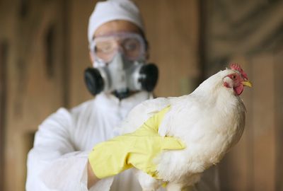 Preventing bird flu