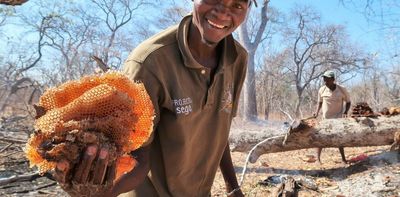 Why it's crucial to safeguard the ancient practice of finding wild honey with birds