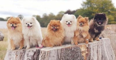 Tell us your favourite dog breed and win one of five pet-friendly UK breaks