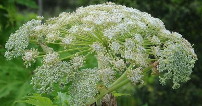 Expert's warning after UK's 'most dangerous plant' found growing in region