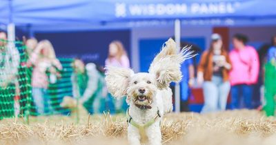 DogFest returns to Tatton Park this weekend as hundreds of pets set to descend on Cheshire beauty spot