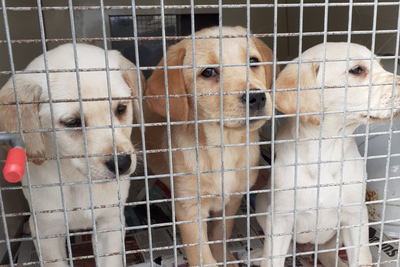 Adorable young puppies found wandering the streets in Renfrewshire