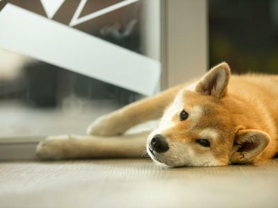 Dogecoin Daily: No Sign Of Market Woes Ending But There's A Silver Lining