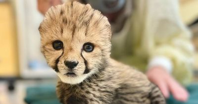 Zoo gives new cheetah cub a puppy to help ease its overwhelming anxiety