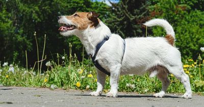 Glasgow dog owners warned of 'silent killer' as B&M releases 'awesome' heatwave product