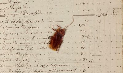 Eighteenth-century cockroach found in slave-trading ship ledger