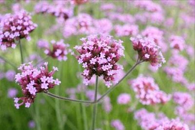 British Flowers Week: Top tips for buying locally-grown, seasonal flowers — where to source them and what to ask for