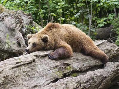 Here's How Long Bear Markets Last On Average — And The Returns Investors Could See After Correction