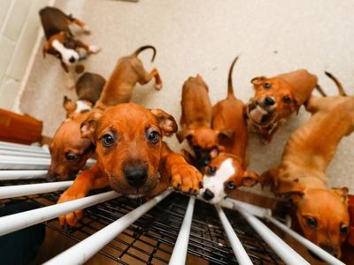 Mandatory animal reporting for Vic pounds