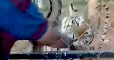 Private zoo keeper dies after hand mauled by TIGER he tried to pet at feeding time