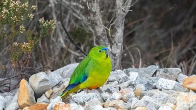 Tasmania's ultimate twitcher goes to great lengths for perfect bird photo