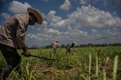 Cuba sugar harvest only half of expected; sector in 'crisis'