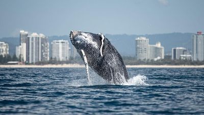 First whale of the season entangled in shark nets off the Gold Coast