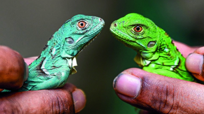 Blue iguanas are new attraction at Chennai Snake Park