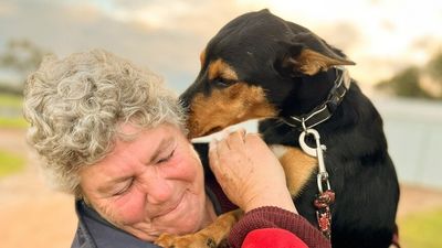 Muster Dogs sees demand for kelpie, handler training on the rise