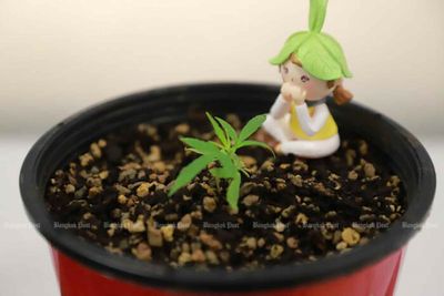 Pot to be banned from most schools