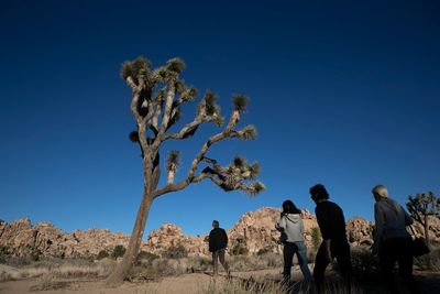 OLD California debates listing western Joshua tree as threatened