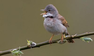 How a severe drought in Africa caused whitethroat population to drop
