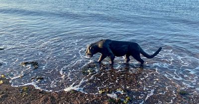 'Big black cat' on West Country beach stuns people