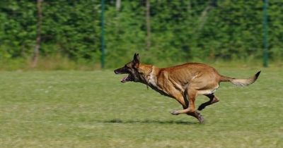 Dog breed being kept in homes is 'not a family pet', expert warns