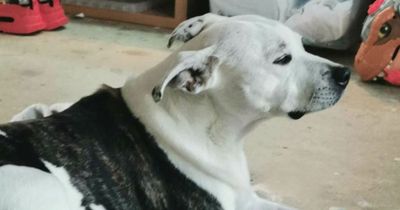 Dog owner traumatised after pet's neck ripped open by 'out-of-control' Akita