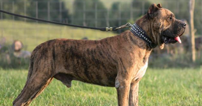 Lion expert called in to knock out devil dog that mauled kid in Dublin