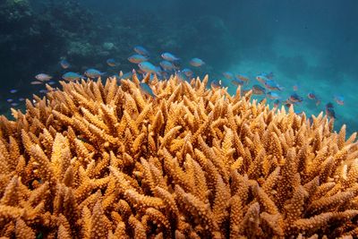 Australian scientists develop model to spot soft corals most at risk of bleaching
