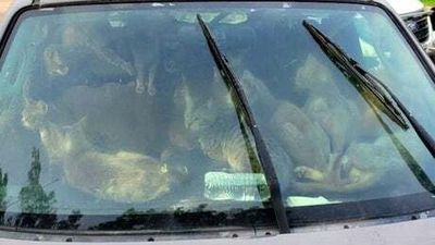 47 cats living in car rescued from scorching 32C heat in the US