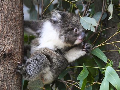 Logging in koala habitat did 'actual harm'
