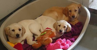 Puppies abandoned in Renfrew are rescued by the SSPCA