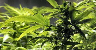 Medicinal cannabis inquiry looks at driving exemption