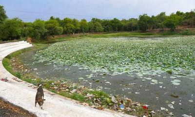 Nagpur: Grass, weeds back in revived Police talao