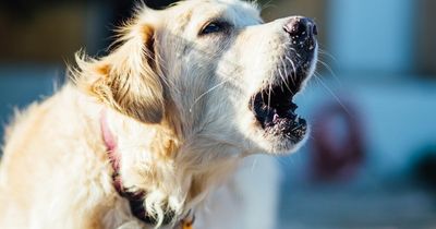 Dog owners could be fined £1,000 if pooch won't stop barking