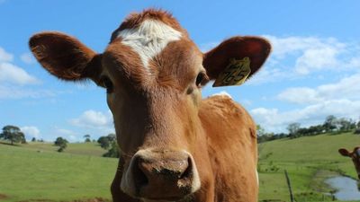 Beef industry making progress on net zero, but is it moving fast enough for major export markets?