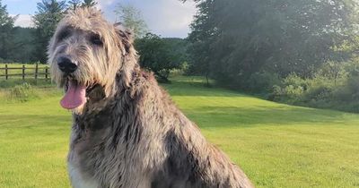 Irish Wolfhound Saoirse goes viral as she looks for new home
