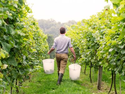 Sussex wine region gets Champagne-style status, angers Kent