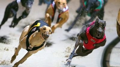 Racing greyhounds to be monitored from birth to retirement by e-tracking system in NSW