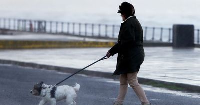 Dogs need to wear SPF just like humans to avoid sunburn, vet says