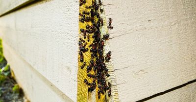 Dublin homes most at risk of ant infestation amid spike