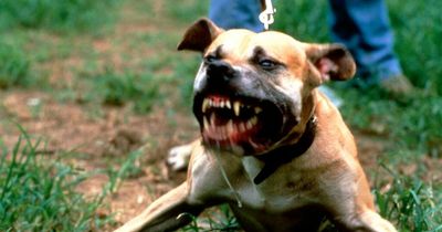 The dog breeds banned in the UK because they are deemed too dangerous