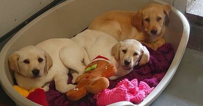Three sick puppies dumped at the roadside in Renfrew 'linked' to low-welfare puppy dealers