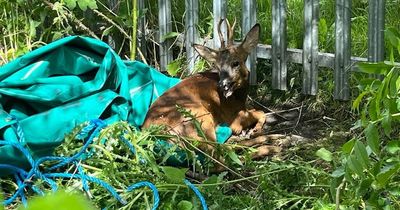 Terrified deer trapped near Newcastle Metro station rescued by firefighters