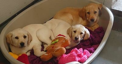 Three sick puppies found dumped on Renfrew road as appeal launched into incident