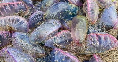 Gigantic 'killer' jellyfish set to invade UK beaches during heatwave