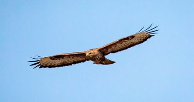 Dog walker's warning as buzzard swoops and tries to grab chihahua in park