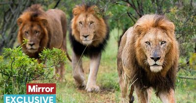 Latest attempt to ban sick trophy hunting imports welcomed by campaigners