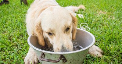 Dog owners urged to put their pet's bowl in freezer as heatwave comes to UK