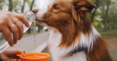 Best products to keep your dog cool during the heatwave