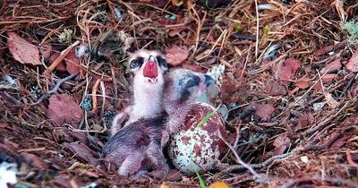 Baby osprey dies in 'survival of the fittest' situation at Loch of the Lowes