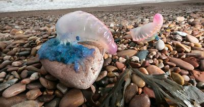 Gigantic 'killer' jellyfish could land on UK beaches during warm spell